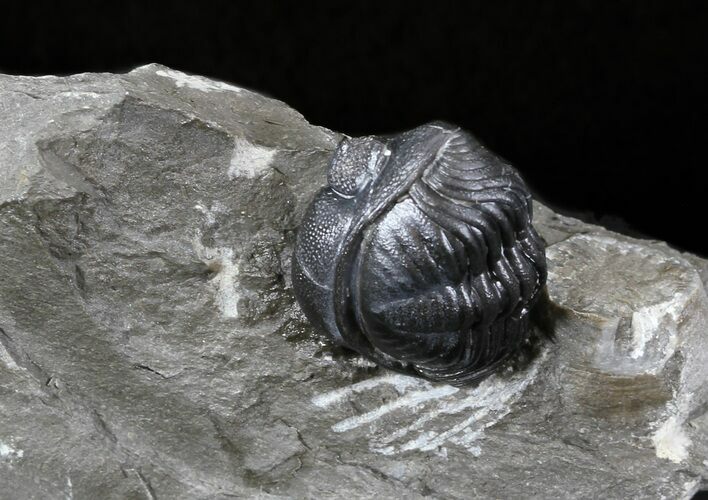 Bargain Enrolled Eldredgeops (Phacops) Trilobite - New York #32450